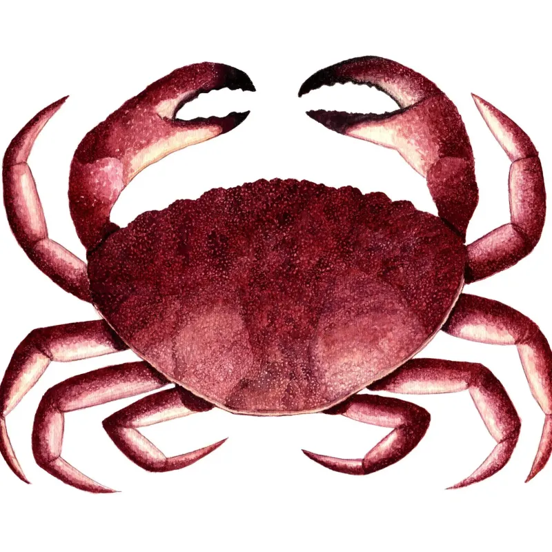 Red Crab 8 x 10 Watercolour Print