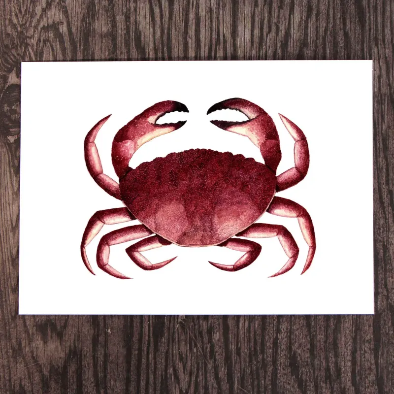Red Crab 8 x 10 Watercolour Print