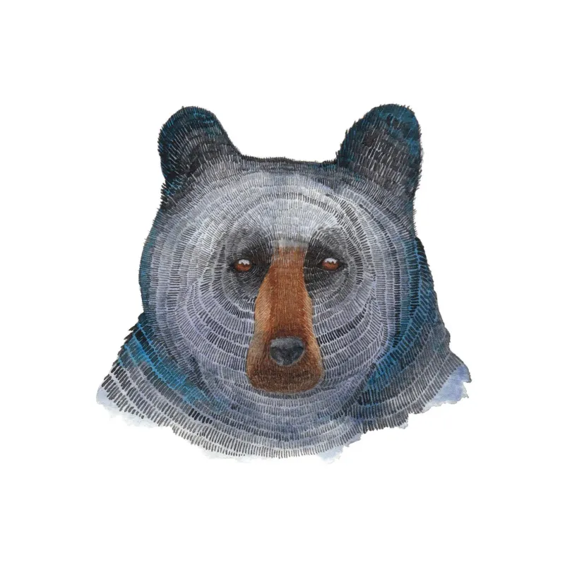 Black Bear 8 x 10 Watercolour Print