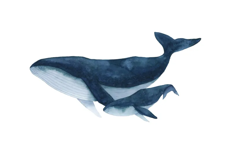 Humpback Whale and Child 5 x 7 Watercolour Print