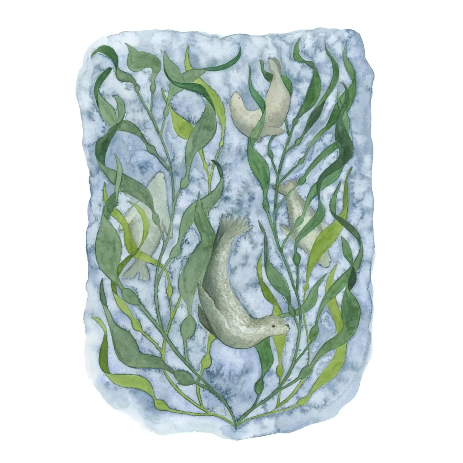 Seal and Kelp 5 x 7 Watercolour Print
