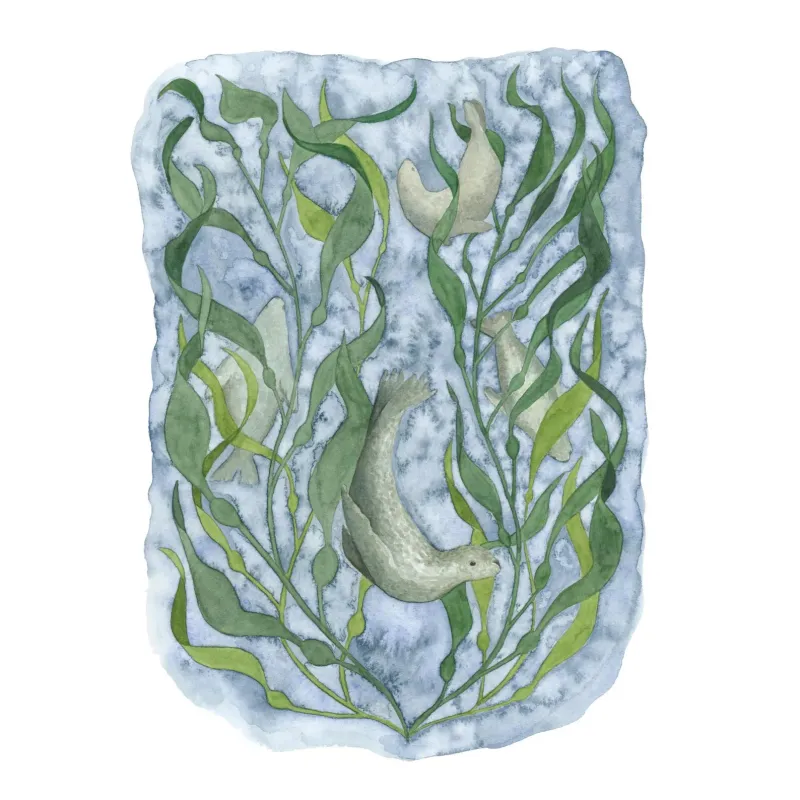 Seal and Kelp 5 x 7 Watercolour Print