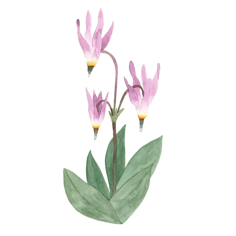 Pink Starflower 5 x 7 Watercolour Print