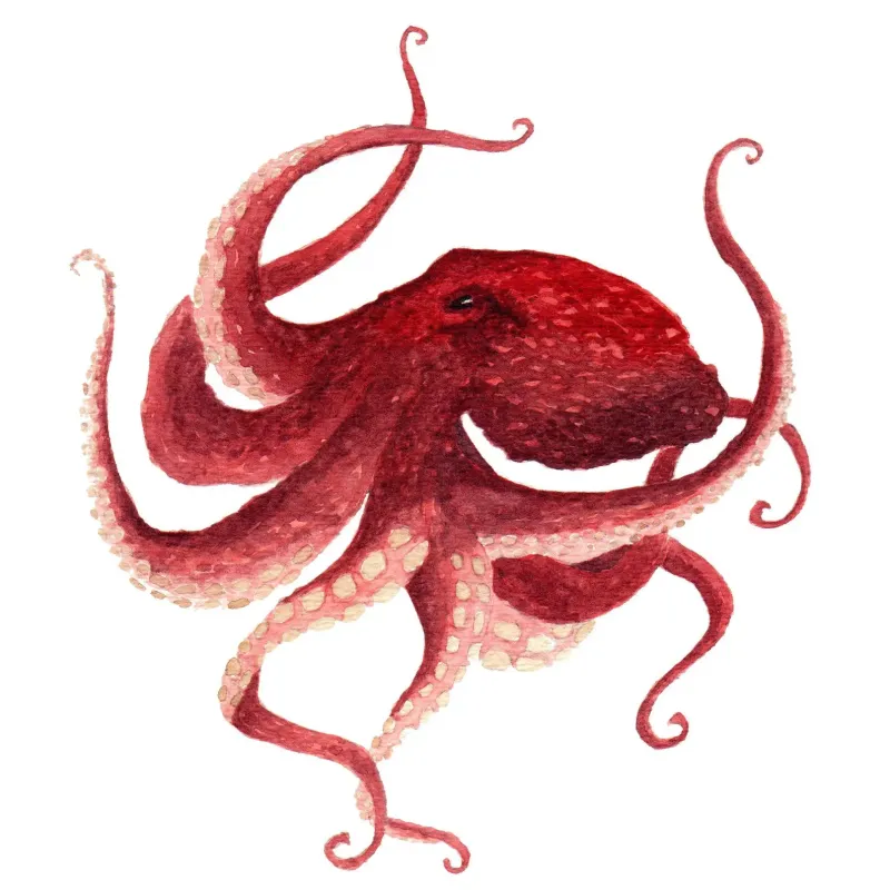 Red Octopus 5 x 7 Watercolour Print