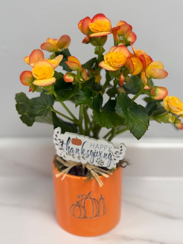 4" Thanksgiving Begonia