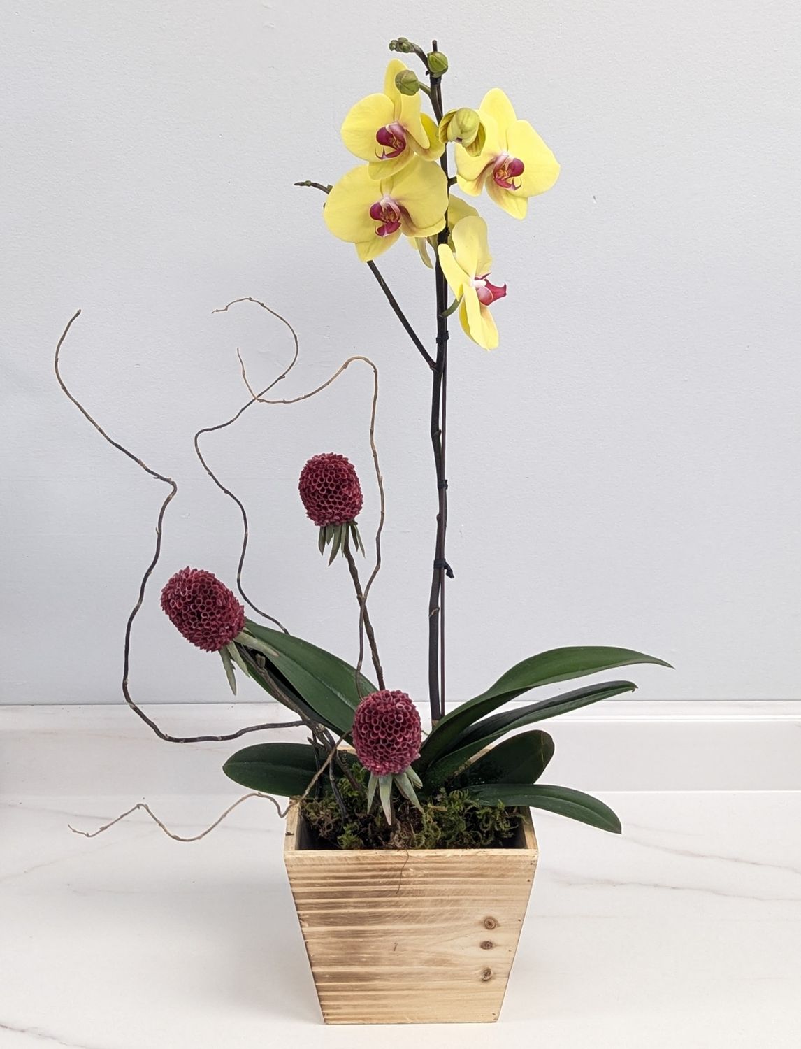 Yellow Phalaenopsis Orchid in Wood Container