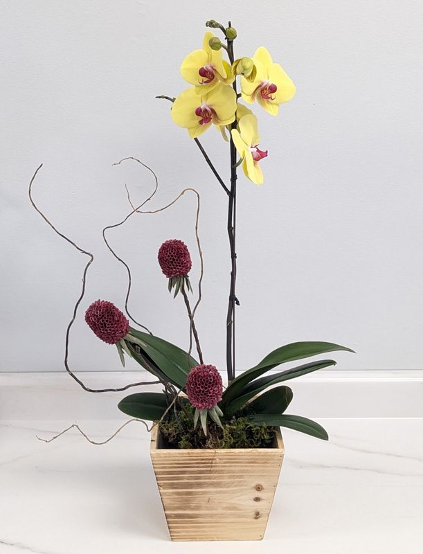 Yellow Phalaenopsis Orchid in Wood Container