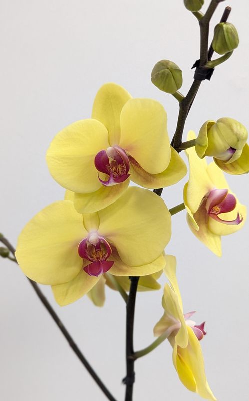 Yellow Phalaenopsis Orchid in Wood Container