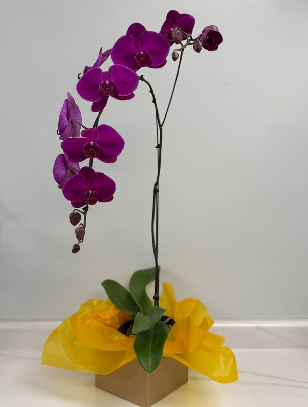 Purple Phalaenopsis Orchid