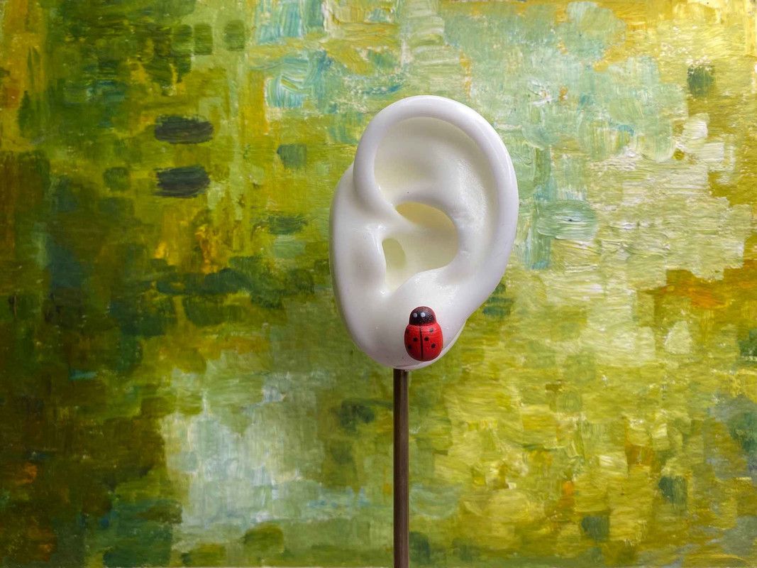 Arete catarina