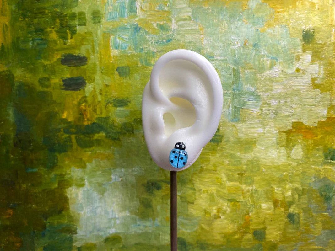 Arete catarina