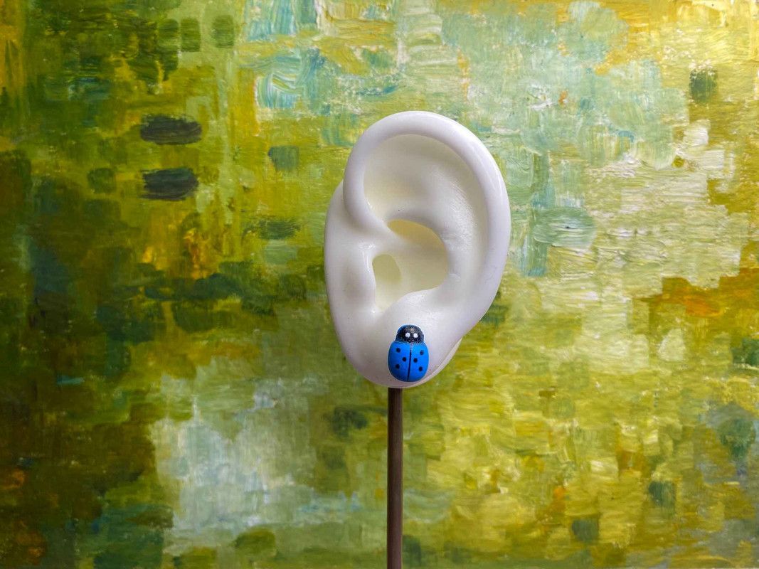 Arete catarina