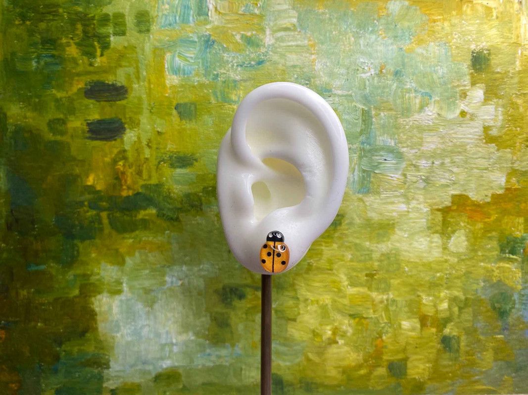 Arete catarina