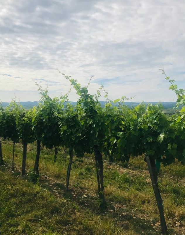 Naturweine aus dem Kamptal