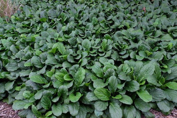 Ajuga, Texas Tough