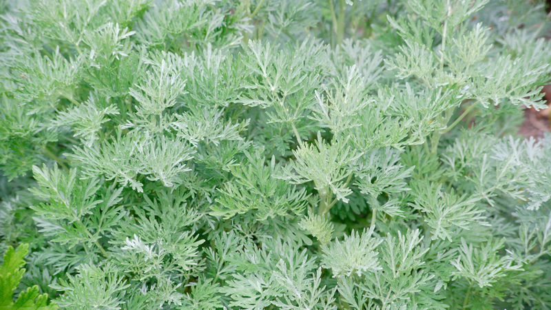 Artemisia, 'Powis Castle'