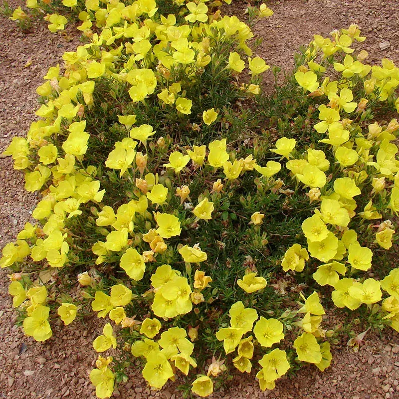 Calylophus Creeping/ Sundrops