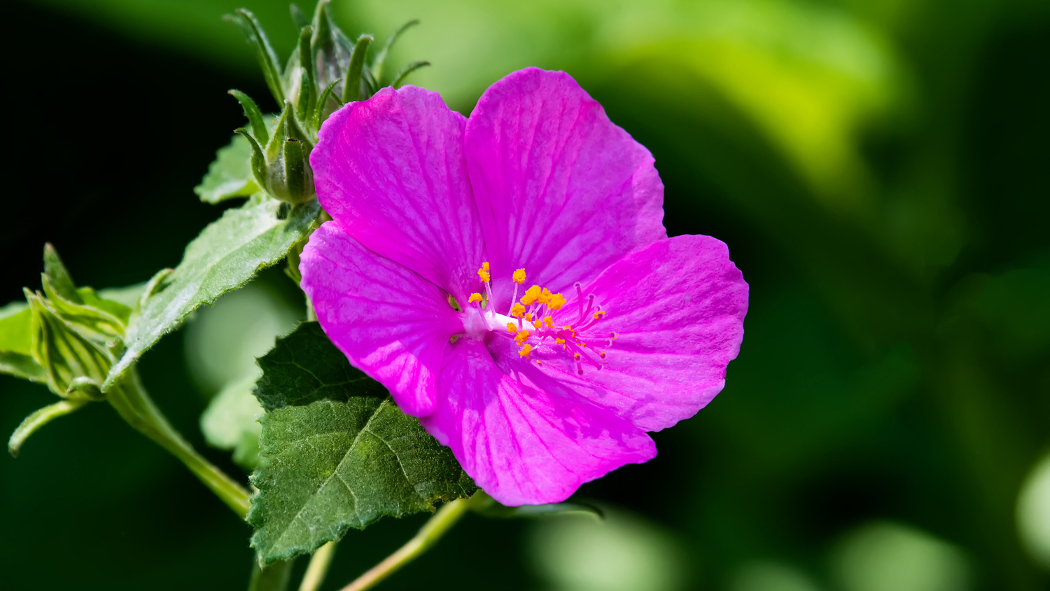 Pavonia, Dark Pink (Rock Rose)