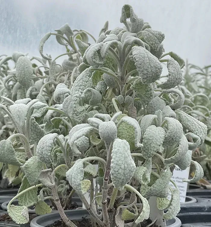 Sage, Silver Carpet /Snowflake