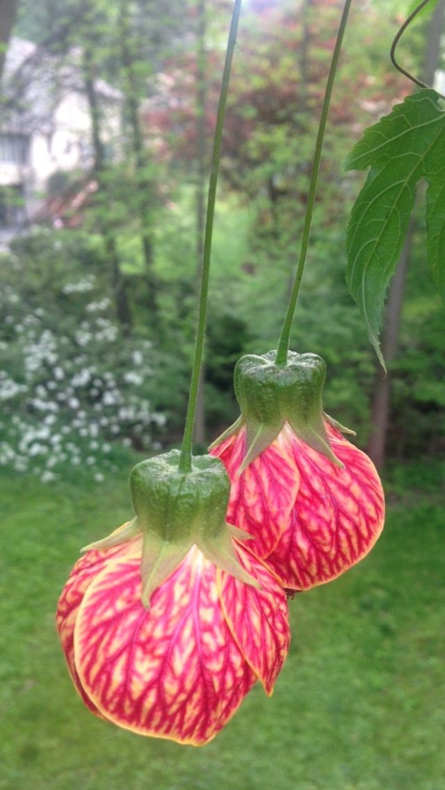 Abutilon, Biltmoore Ball Gown