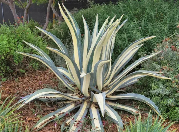 Agave am. 'Mediopicta Alba'