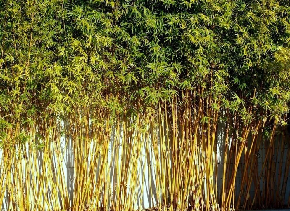 Bamboo, Chinese Goddess