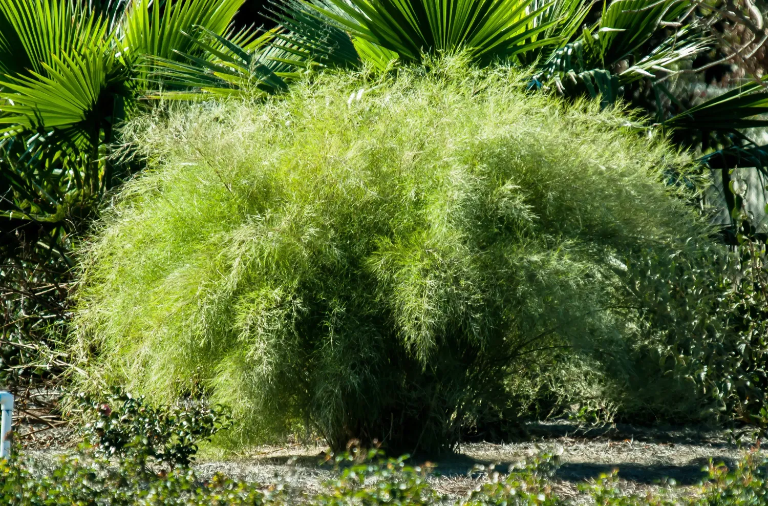 Muhly, Bamboo