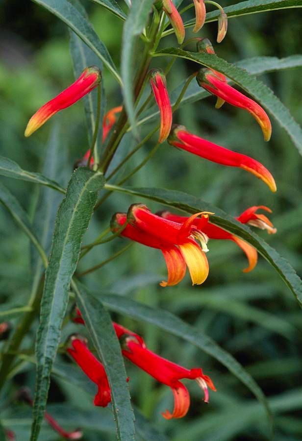 Cardinal Flower, Mexican