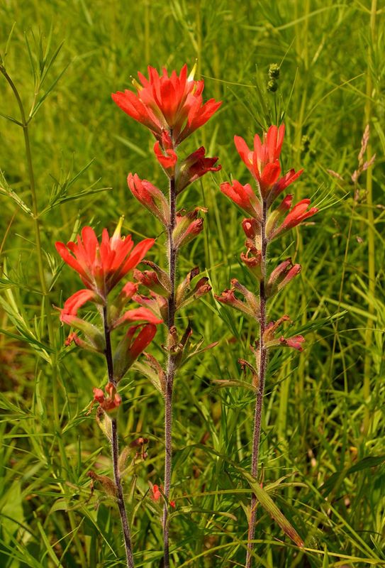 Contract Indian Paintbrush