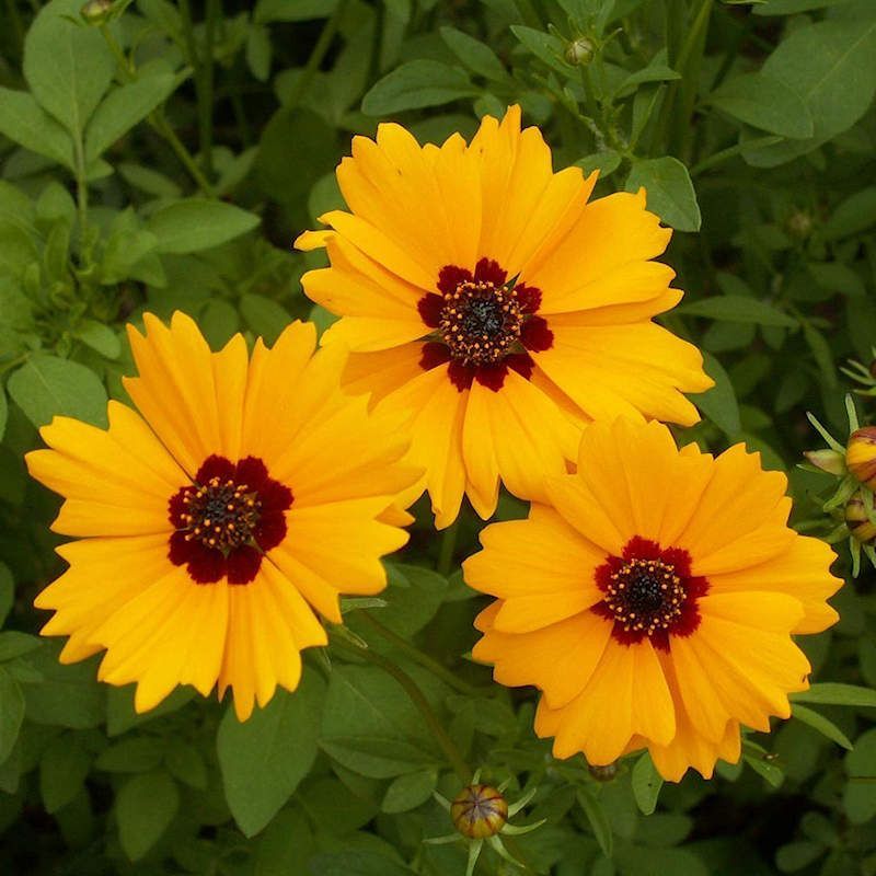 Coreopsis, Golden Wave