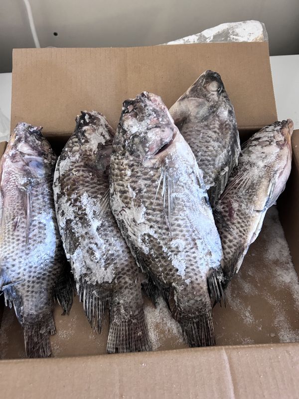 Tilapia fish 2.5 sealed