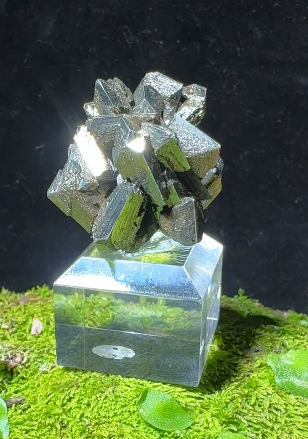 Fishtail Marcasite Twin Cluster – Cap Blanc-Nez, Pas-de-Calais, France