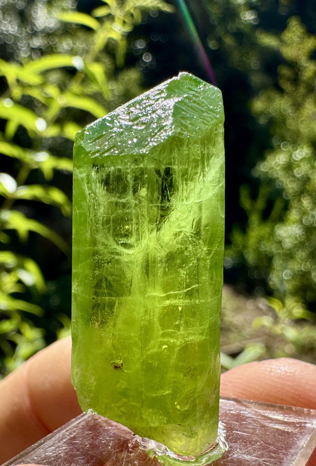 Peridot Crystal – Suppat, Naran Valley, Kaghan District, Pakistan 14.6 grams | 36.5mm x 14.0mm x 14.8mm