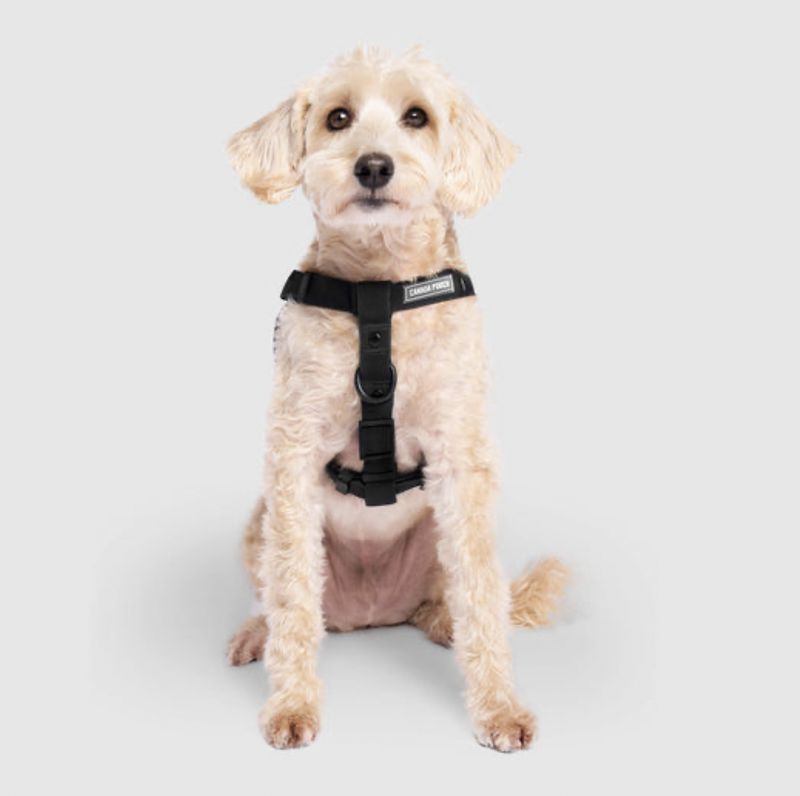 Canada Pooch Waterproof Harness Black
