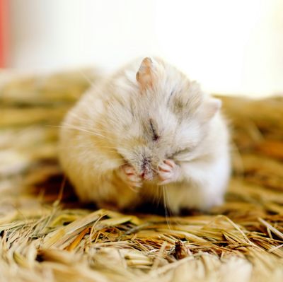 Small Animal