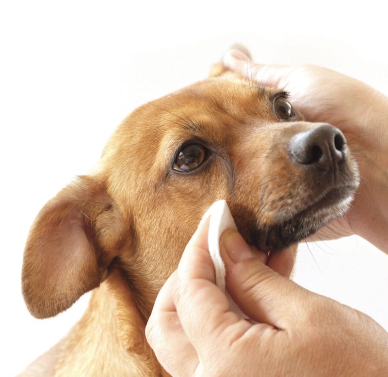 Pure &amp; Natural Dog Tear Stain Removing Under Eye Wipes 50ct