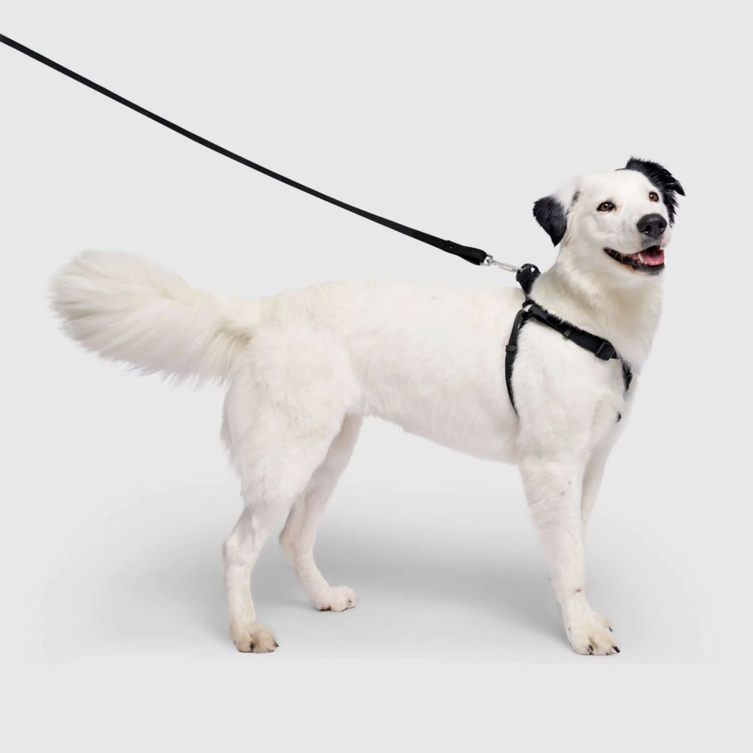Canada Pooch Waterproof Harness Black, Size: Small
