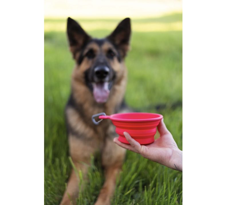 Messy Mutts Dog Collapsible Bowl