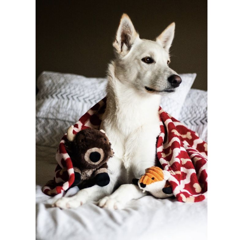 Tall Tails Dog &amp; Cat Blanket Red Bone 30" X 40"