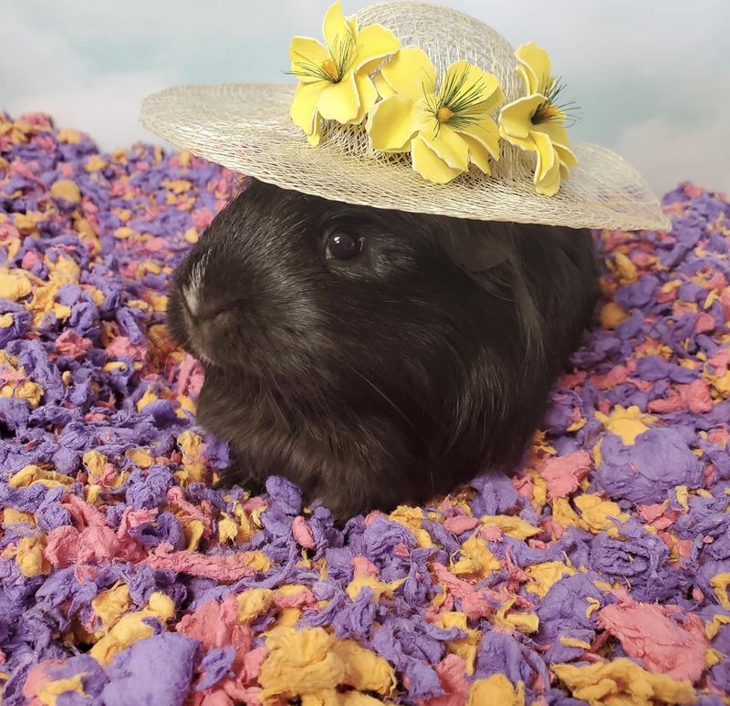 Carefresh Small Pet Bedding Beach Party
