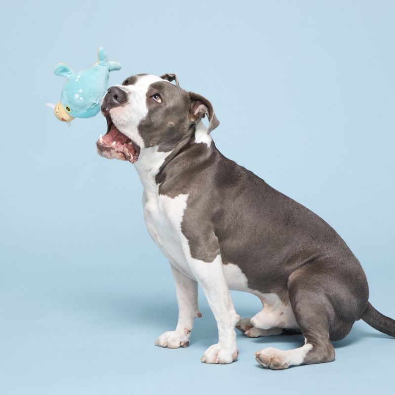 BARK Dog Blue Walrus Toy