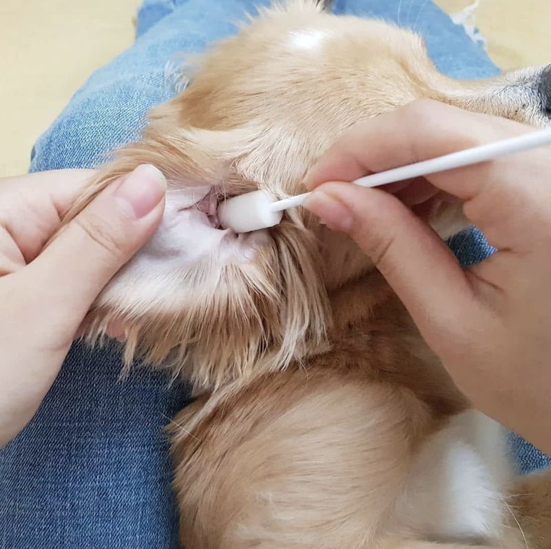 Pure &amp; Natural Dog &amp; Cat Ear Cleansing System