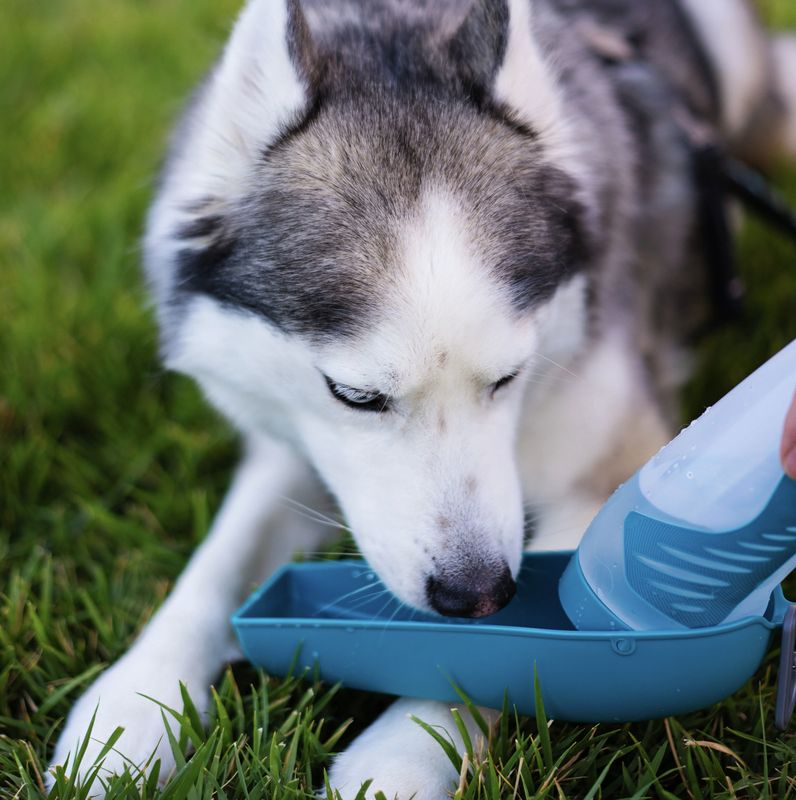 Messy Mutts Dog Squeezable Travel Water Bottle with Removable Bowl