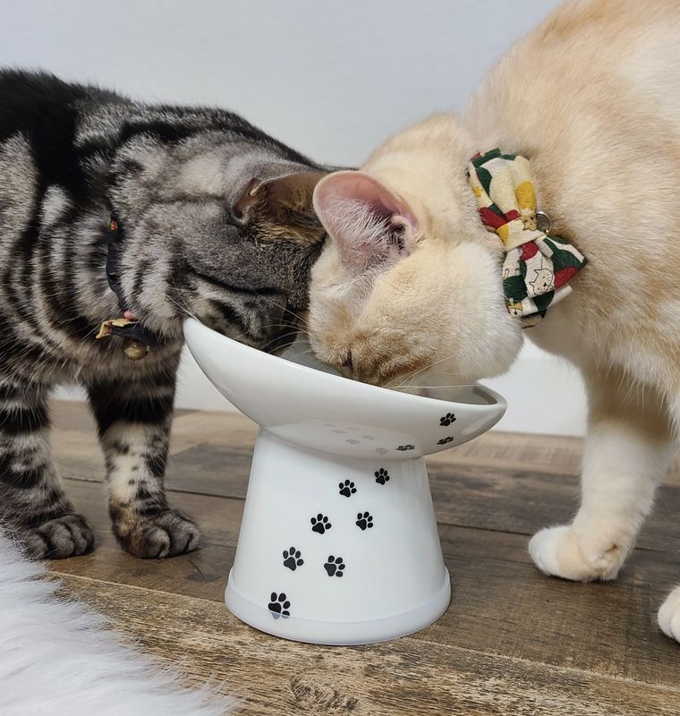 Necoichi Cat Raised Tilted Stress Free Ceramic Food Bowl