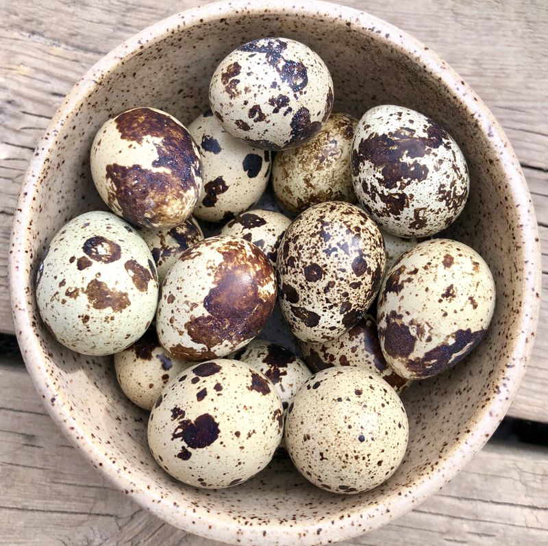 Big Country Raw Dog Frozen Quail Eggs 18pk