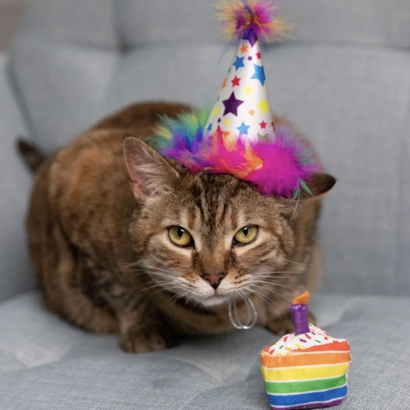 Huxley &amp; Kent Cat Funfetti Cake