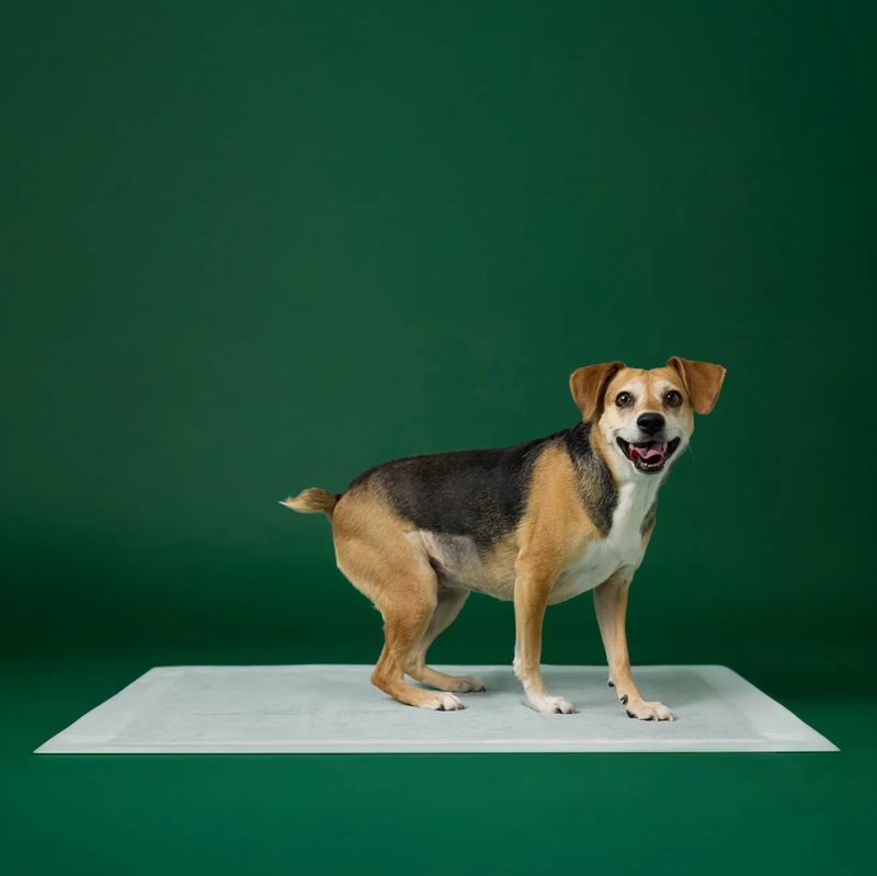 Earth Rated Max Absorbency Training Pee Pads Extra Large 25 Count