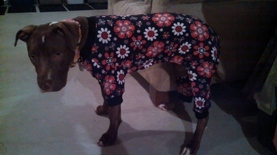 Dog Pajama Xl Pitbull Size Only digital Download SEWING Pattern -   Canada