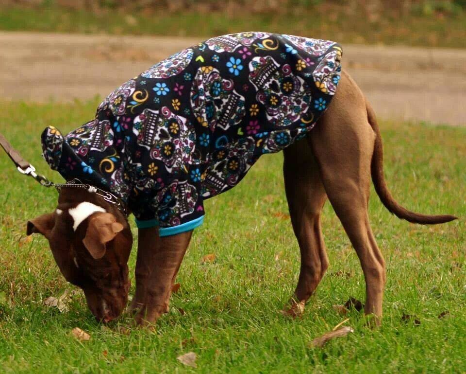 Doggie shirt sewing pattern - large breed pitbull - one size only