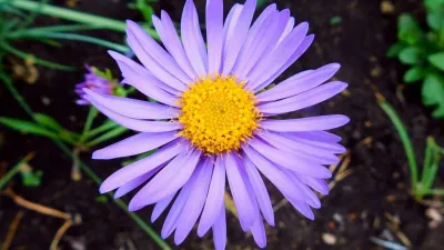 Flowers and herbs